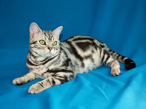 American shorthair en photo