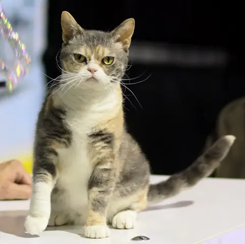 American wirehair en photo