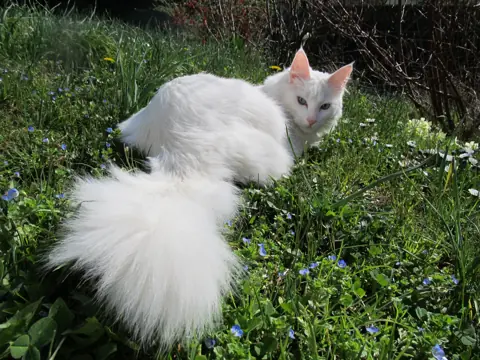 Angora turc en photo