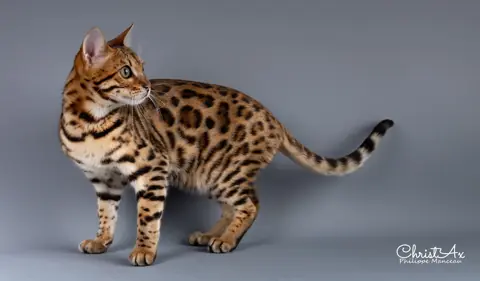 Bengal en photo
