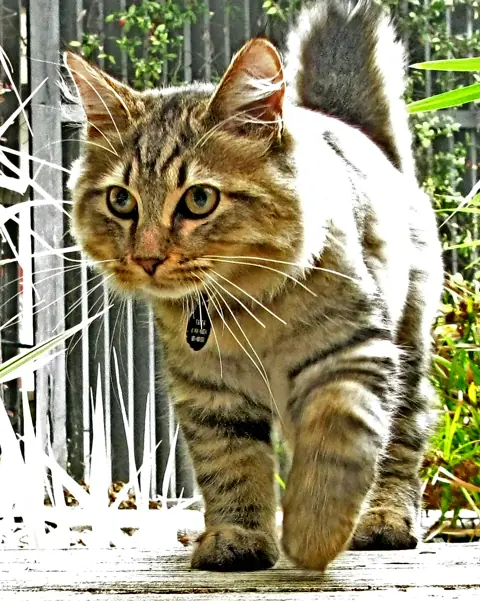 Bobtail américain — photo de la race