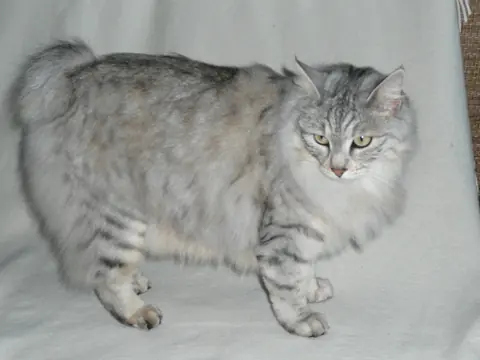Bobtail des Kouriles en photo