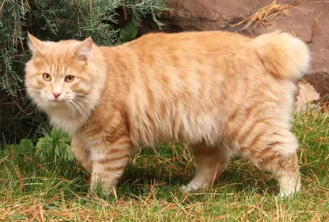 Bobtail des Kouriles — photo de la race