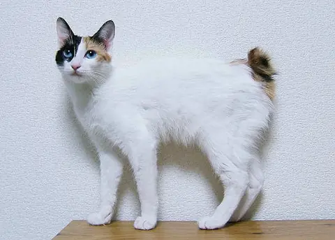 Bobtail japonais en photo