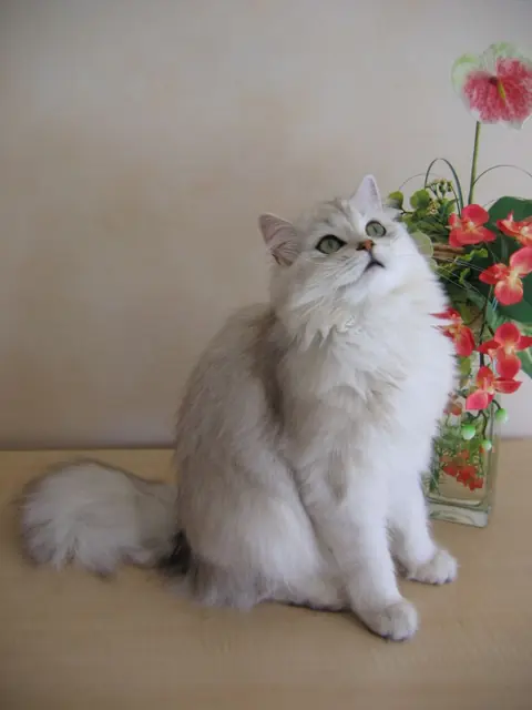 British longhair en photo