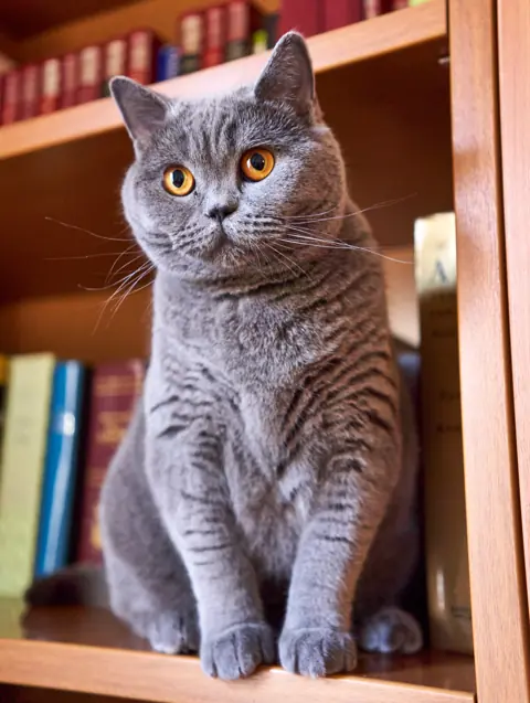 British shorthair en photo