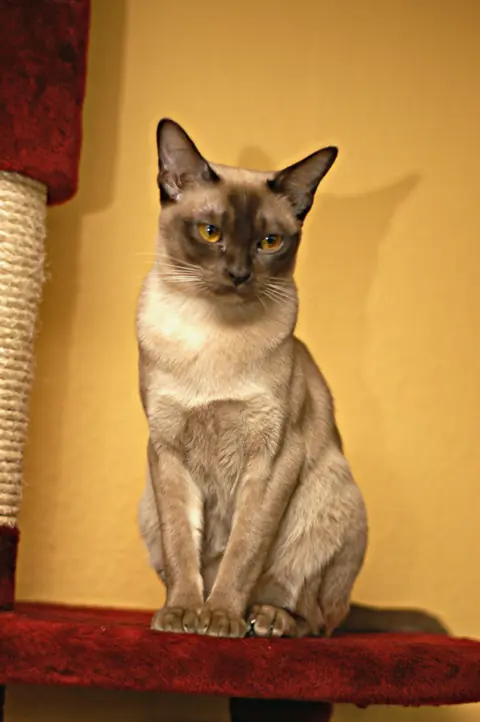 Burmese en photo