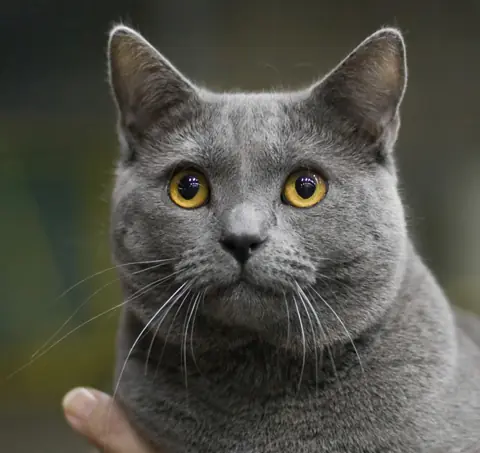 Chartreux en photo
