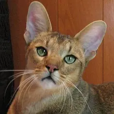Chausie — photo de la race