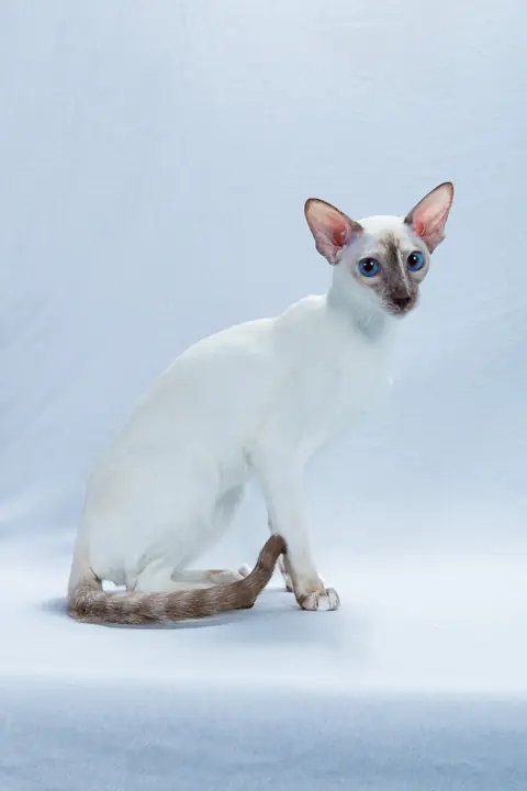 Colorpoint shorthair — photo de la race