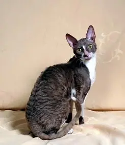 Cornish rex en photo