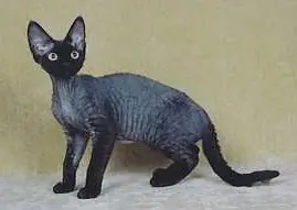 Devon rex en photo