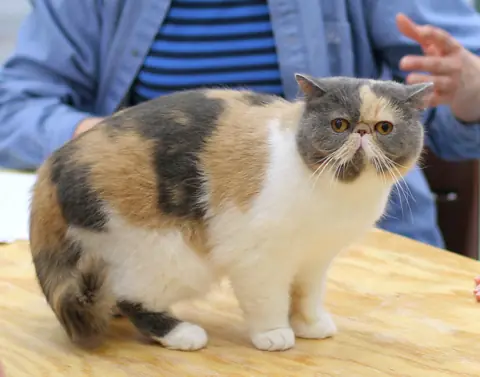Exotic shorthair en photo
