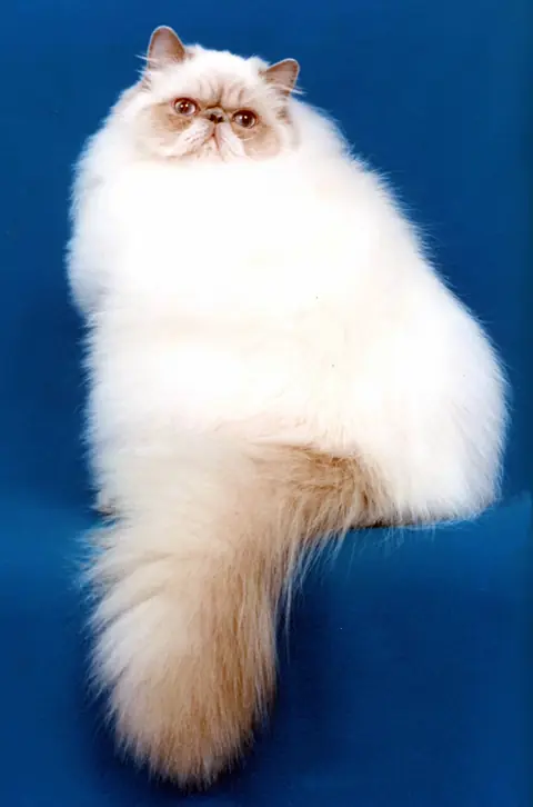 Himalayen en photo