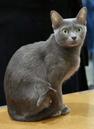 Korat en photo