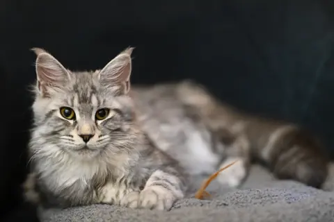 Races de chats — Maine coon en photo