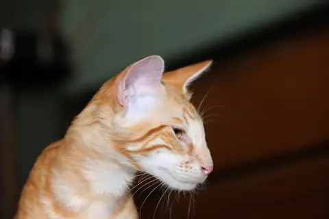 Mandarin en photo