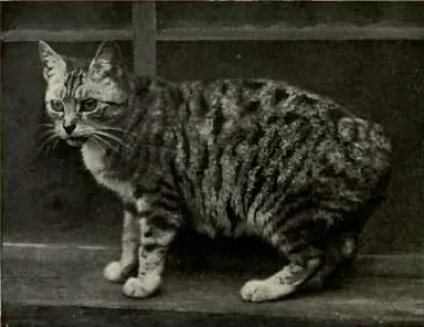 Manx en photo
