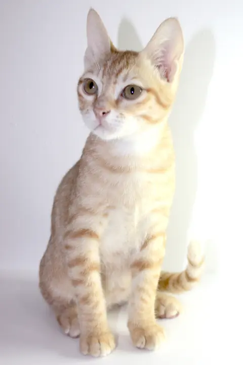 Mau arabe — photo de la race