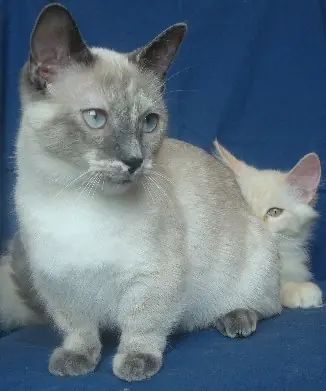 Munchkin en photo