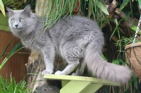 Nebelung en photo