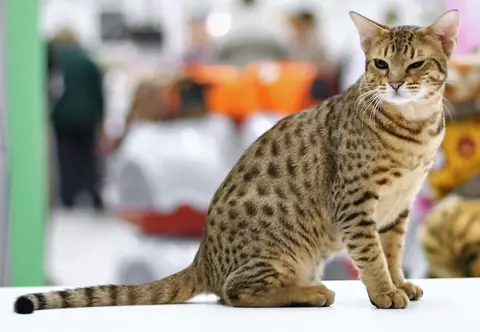 Ocicat en photo