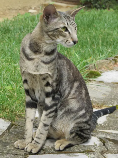 Oriental shorthair en photo