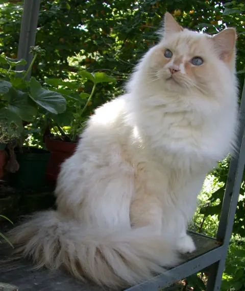 Ragamuffin en photo