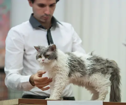 Selkirk rex en photo