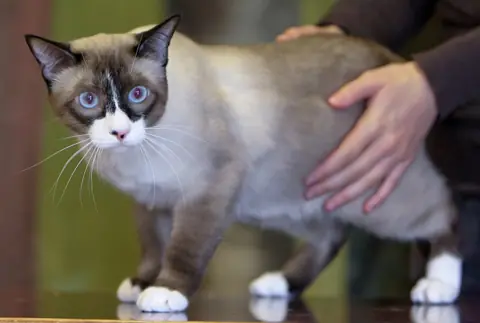 Snowshoe en photo