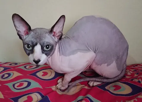 Sphynx en photo
