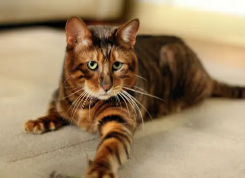 Toyger en photo
