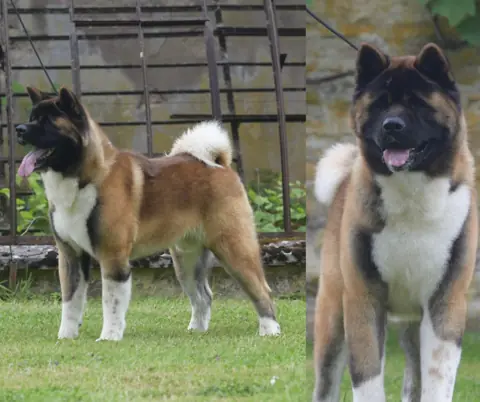 Akita américain en photo