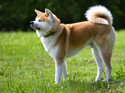 Akita inu en photo