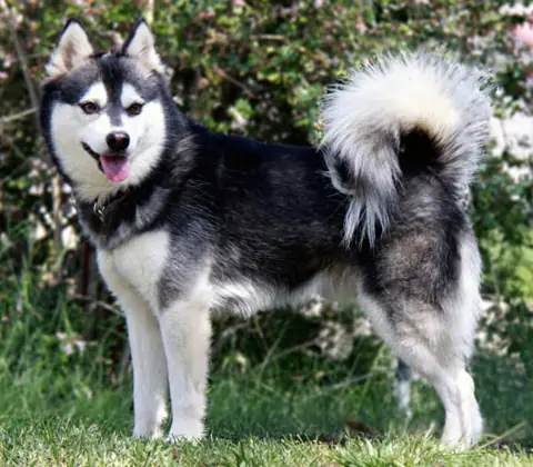 Alaskan Klee Kai en photo