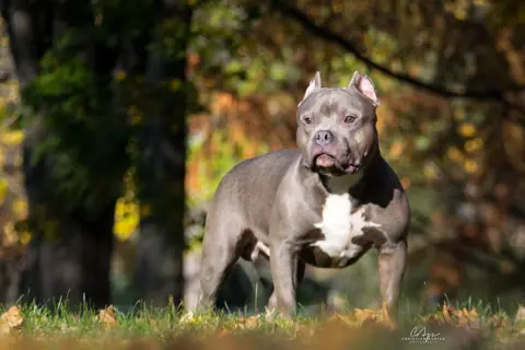 American Bully en photo