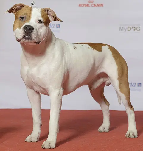 American staffordshire Terrier en photo