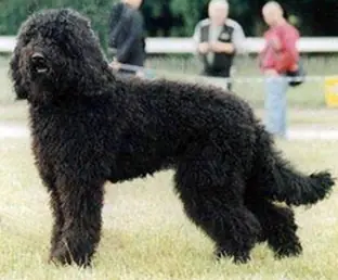 Barbet en photo