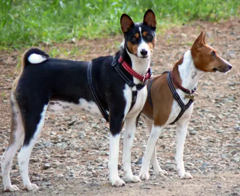 Basenji en photo