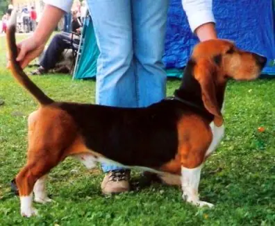 Basset artésien normand en photo