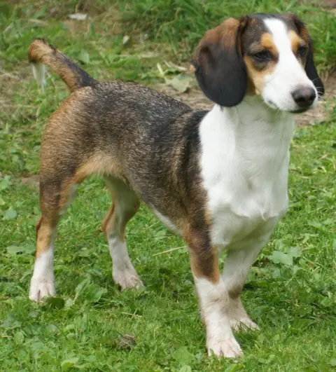 Basset de Westphalie en photo