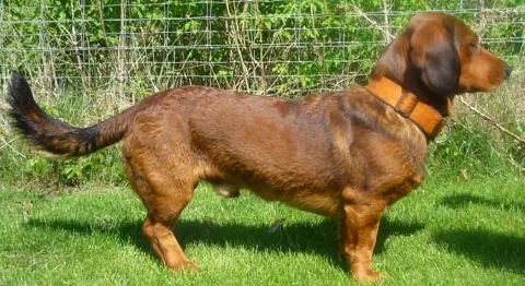 Basset des Alpes en photo