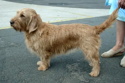 Basset fauve de Bretagne en photo