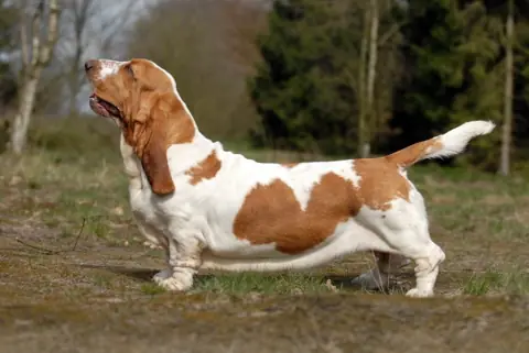 Basset hound en photo