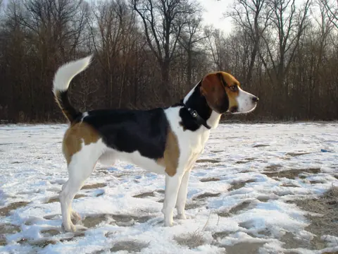 Beagle-harrier en photo