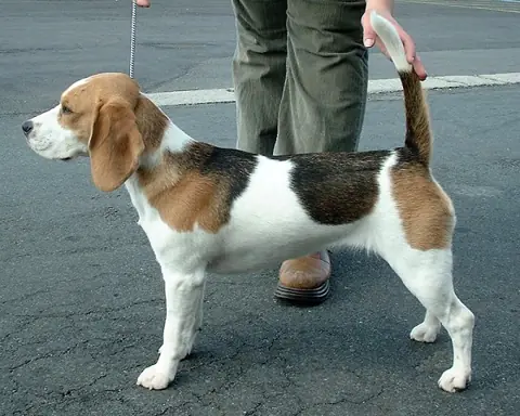 Beagle en photo