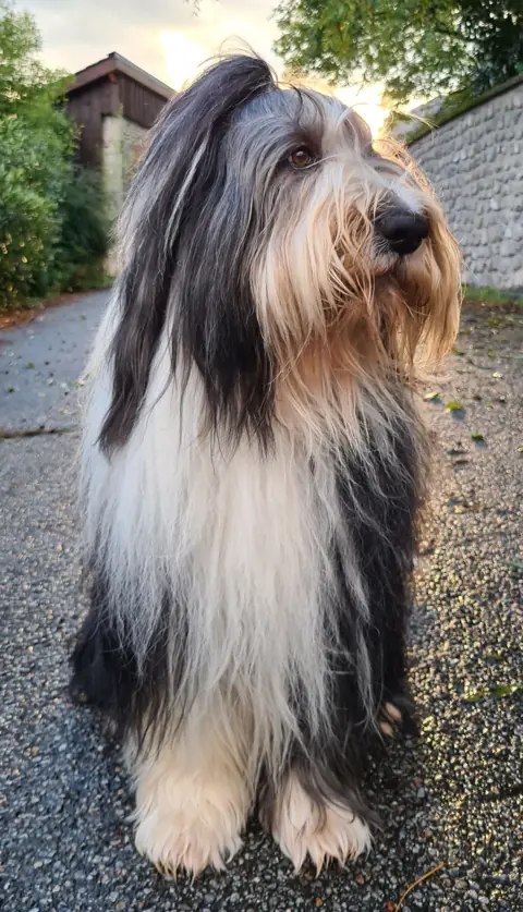 Bearded collie en photo