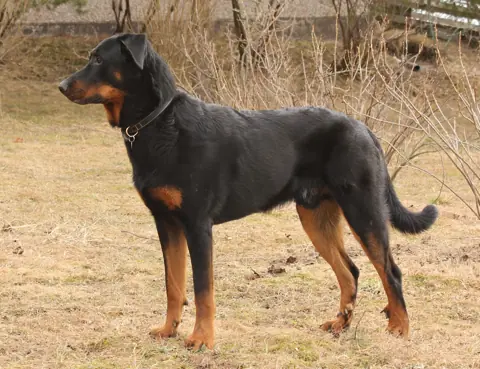 Beauceron en photo