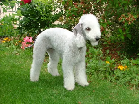 Bedlington terrier en photo