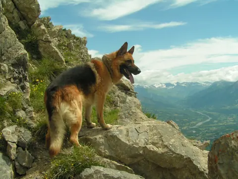 Berger Allemand en photo